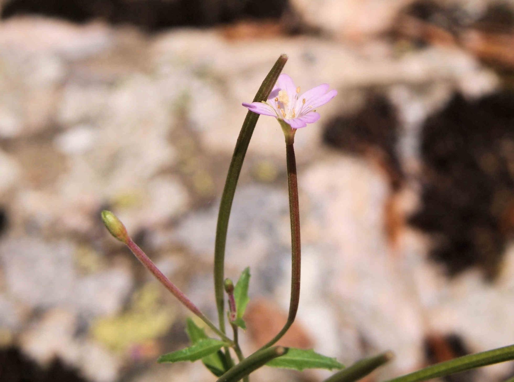 Willow-herb, (Hill)